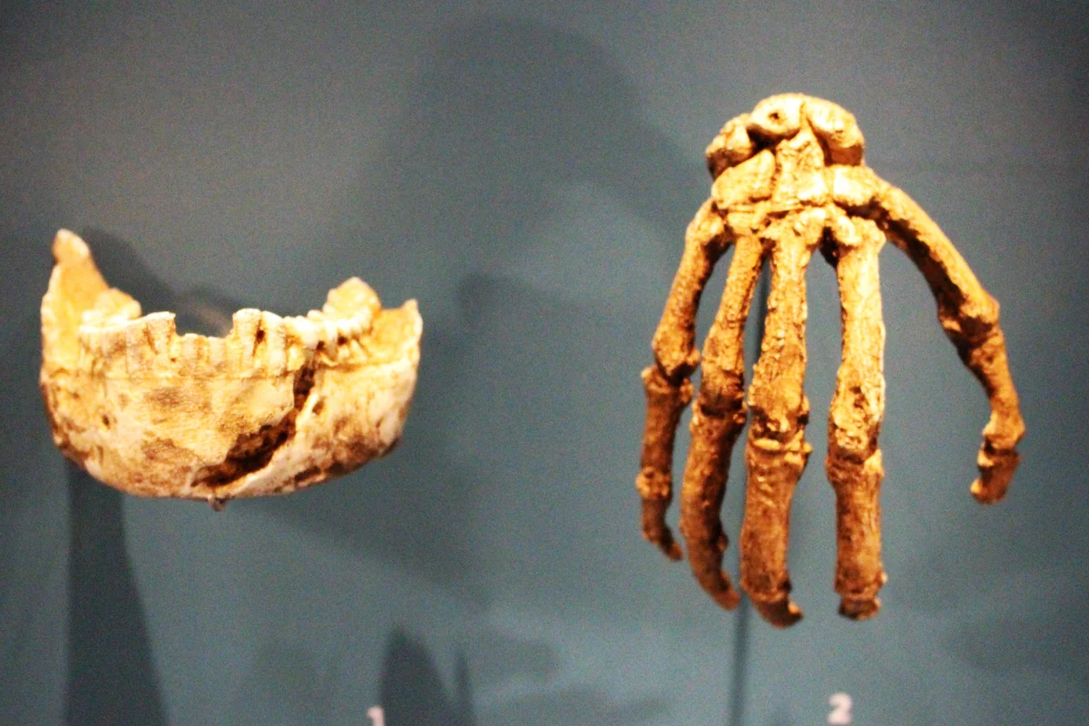 Full museum reconstruction of Homo naledi at the Trento Science Museum, showing the complete body plan