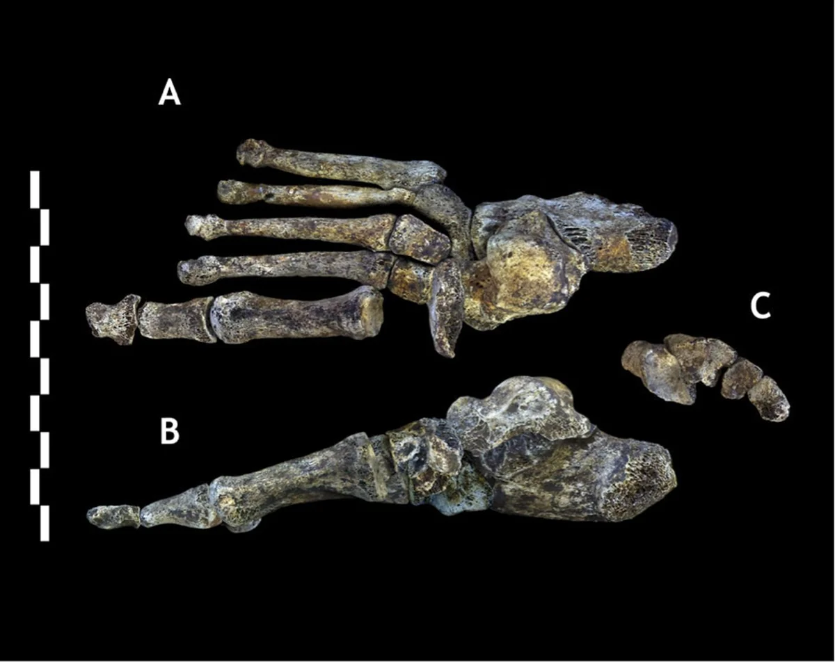 Homo naledi foot composite showing human-like arch and adducted hallux