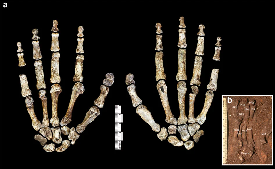 Homo naledi complete right hand showing long thumb and modern wrist bones