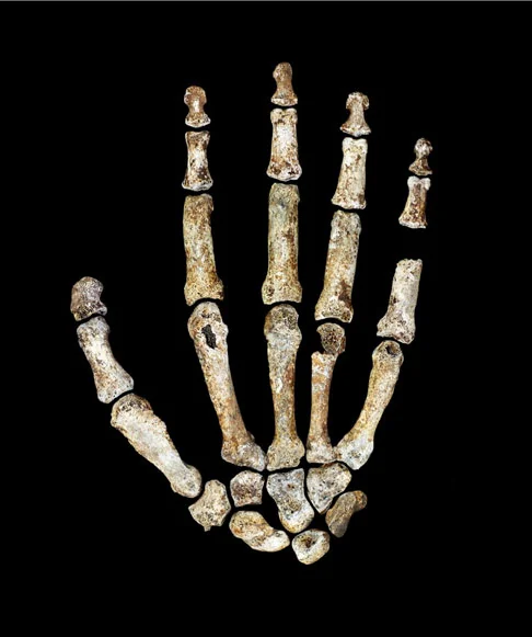 Homo naledi right hand in dorsal view showing curved proximal phalanges
