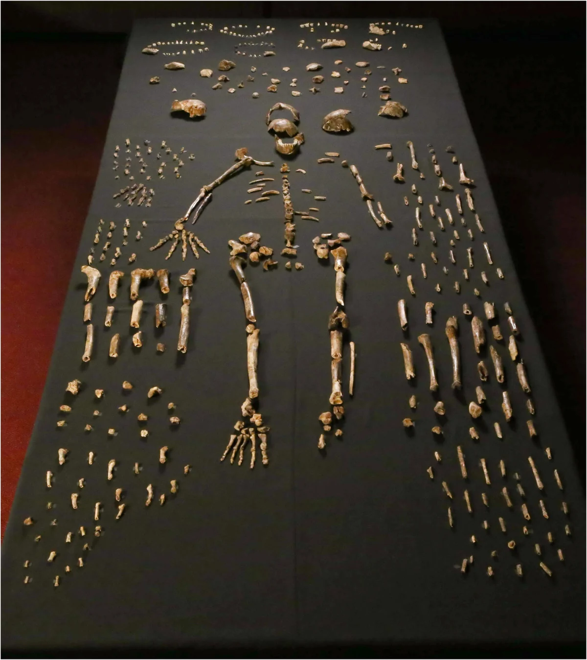 Homo naledi skeletal specimens from the Dinaledi Chamber showing the range of preserved elements including crania, vertebrae, pelves, and limb bones