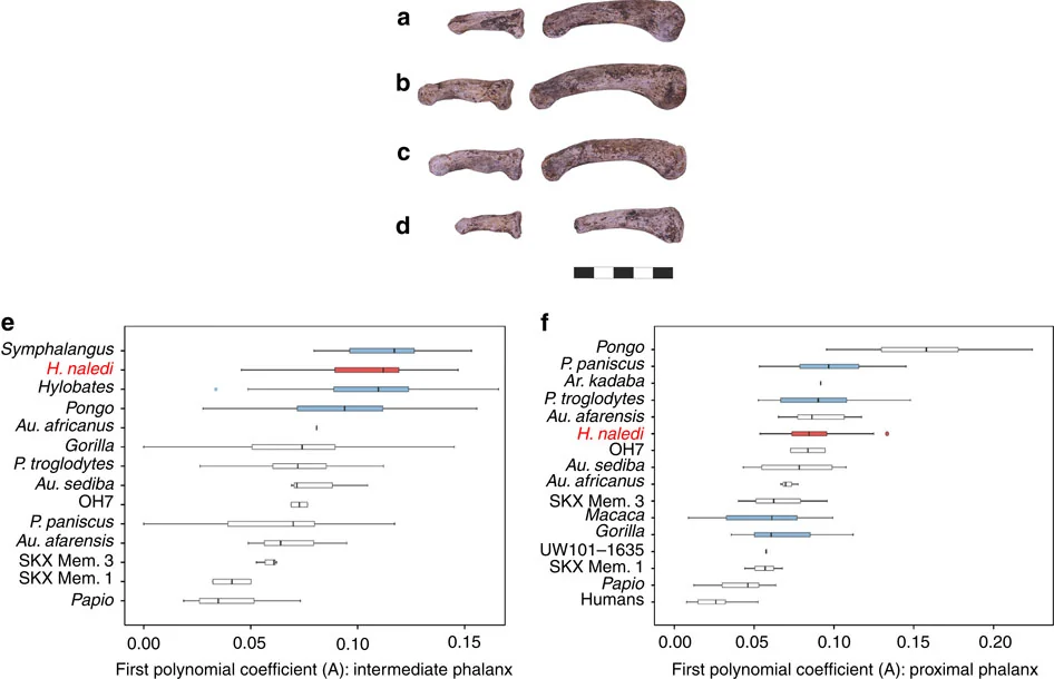 Phalangeal curvature comparison in Homo naledi showing primitive curved finger bones alongside modern thumb morphology