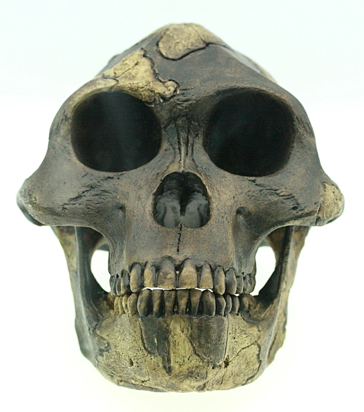 Forensic reconstruction of Australopithecus afarensis based on fossil evidence