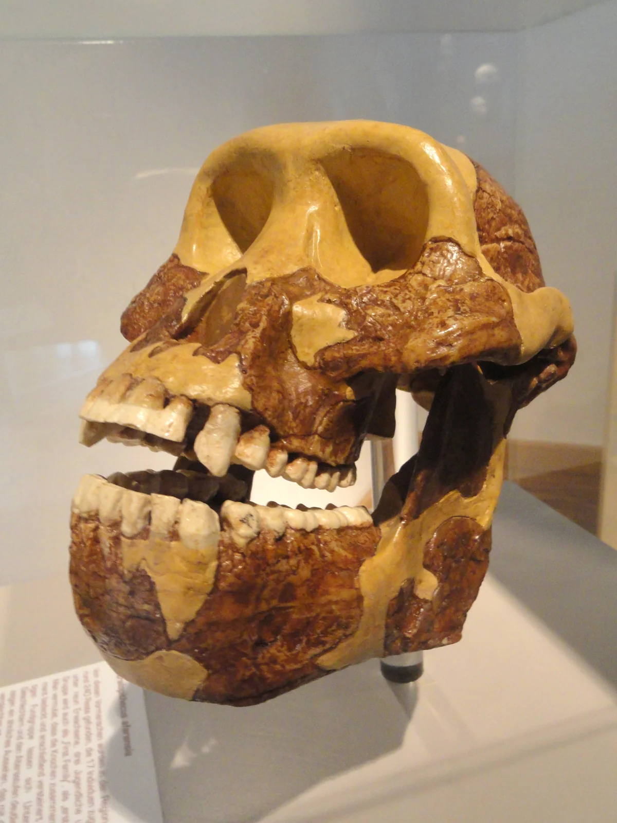 Cast of an Australopithecus afarensis skull at the Senckenberg Museum