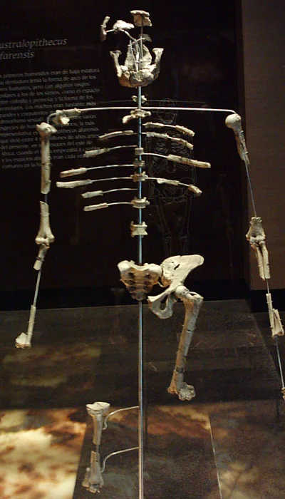 The Lucy skeleton (AL 288-1) displayed at the National Museum of Anthropology, Mexico City