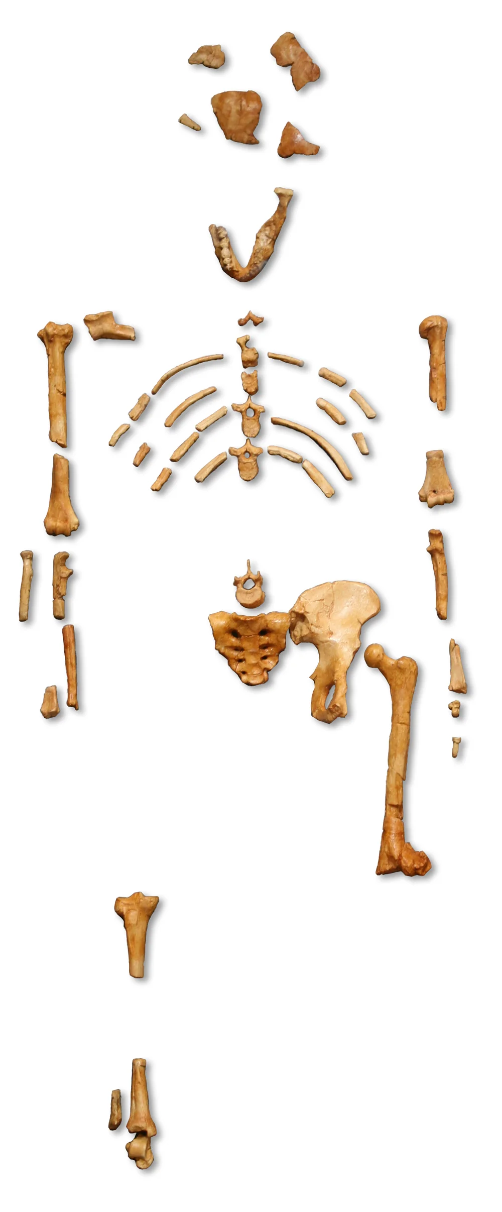 Reconstruction of Australopithecus afarensis based on the Lucy skeleton, showing the full body in an upright bipedal posture