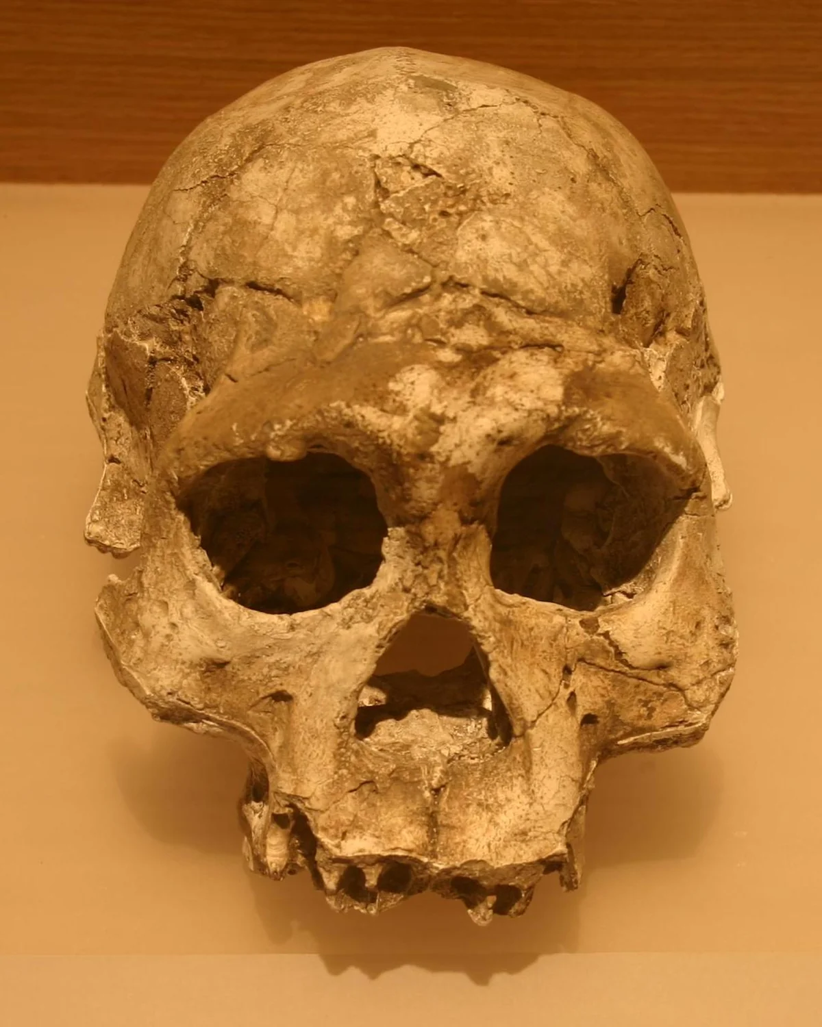 Dmanisi skull, approximately 1.8 million years old, one of the earliest hominin specimens found outside Africa