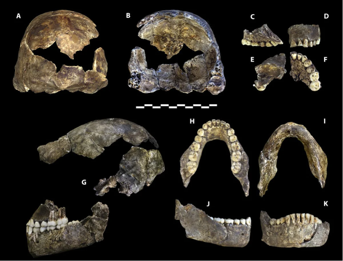 Holotype cranium of Homo naledi (DH1) from the Rising Star Cave system, South Africa