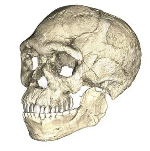 Reconstruction of the Jebel Irhoud Homo sapiens skull, the earliest known specimen of our species at 315,000 years old