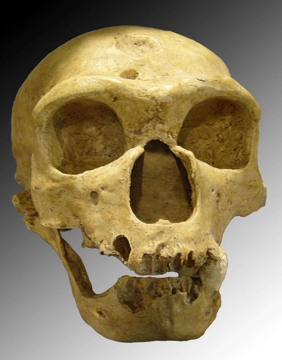 Homo neanderthalensis cranium showing the distinctive long, low braincase and prominent brow ridge