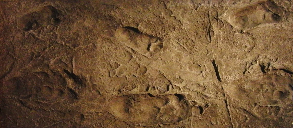Replica of the Laetoli hominin footprints, preserved in volcanic ash 3.66 million years ago in Tanzania