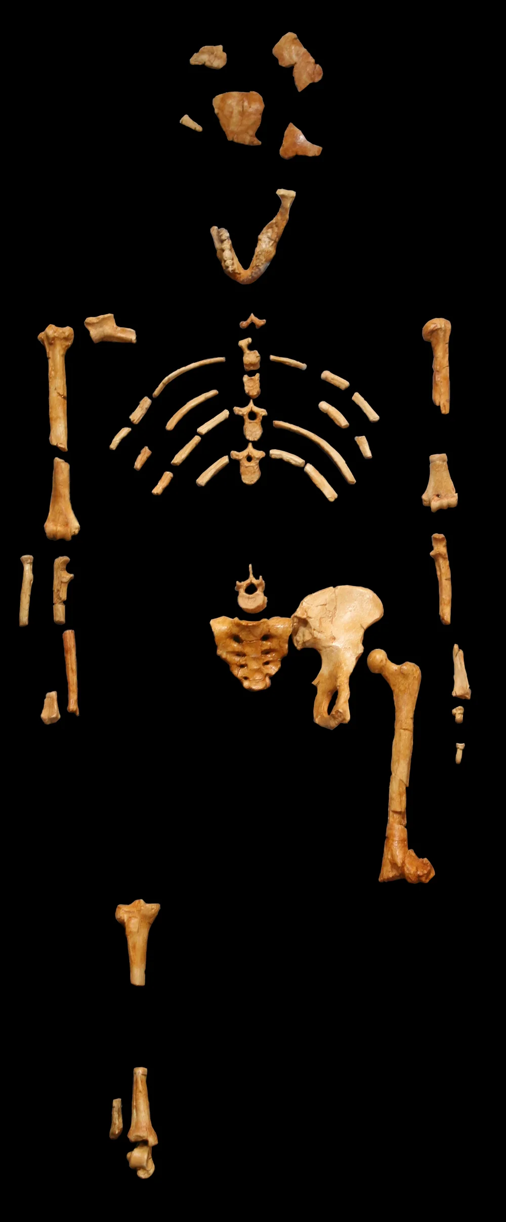 Lucy (AL 288-1), a partial skeleton of Australopithecus afarensis