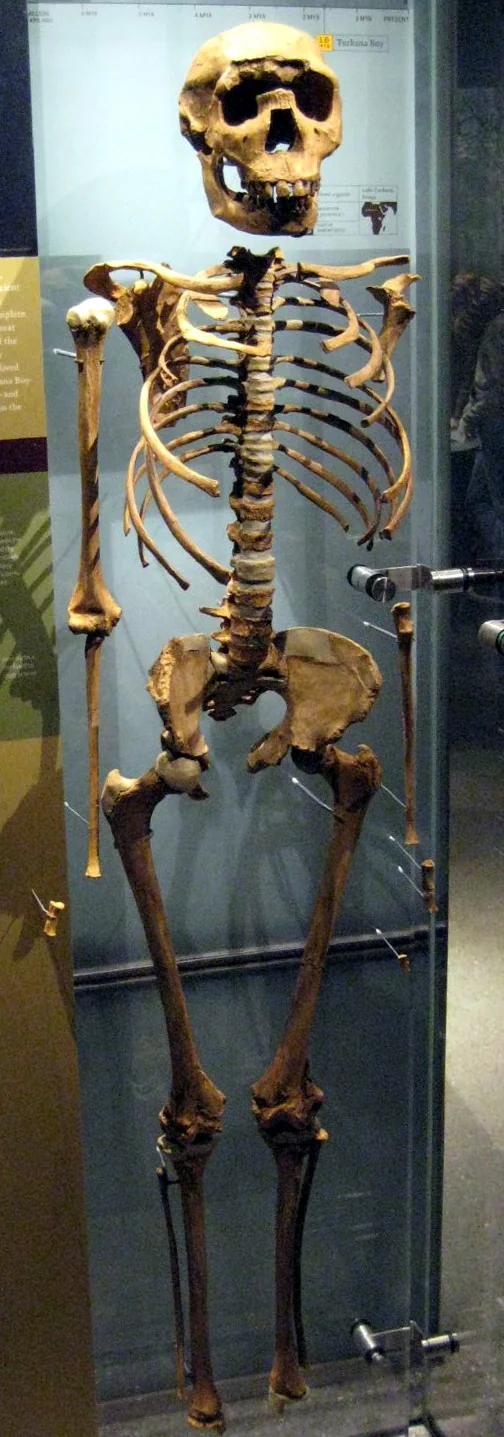 Turkana Boy (KNM-WT 15000), the most complete Homo erectus skeleton ever found