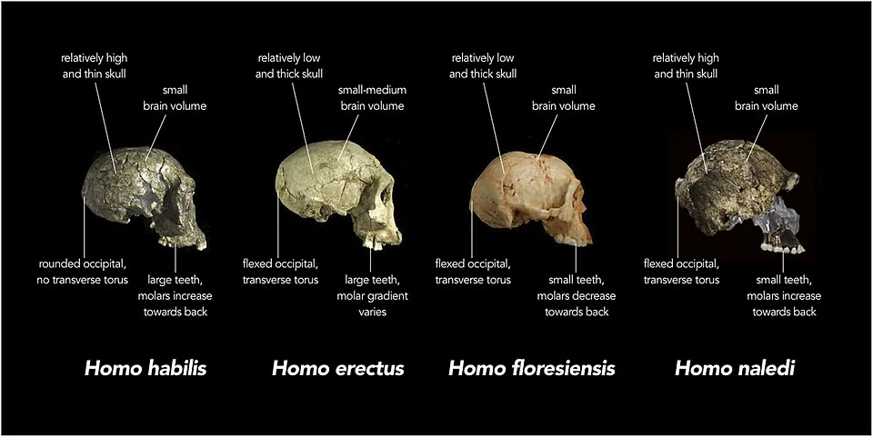 Cranial lineup showing brain size progression across hominin species