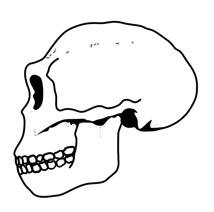 Anatomical diagram of a Homo ergaster skull