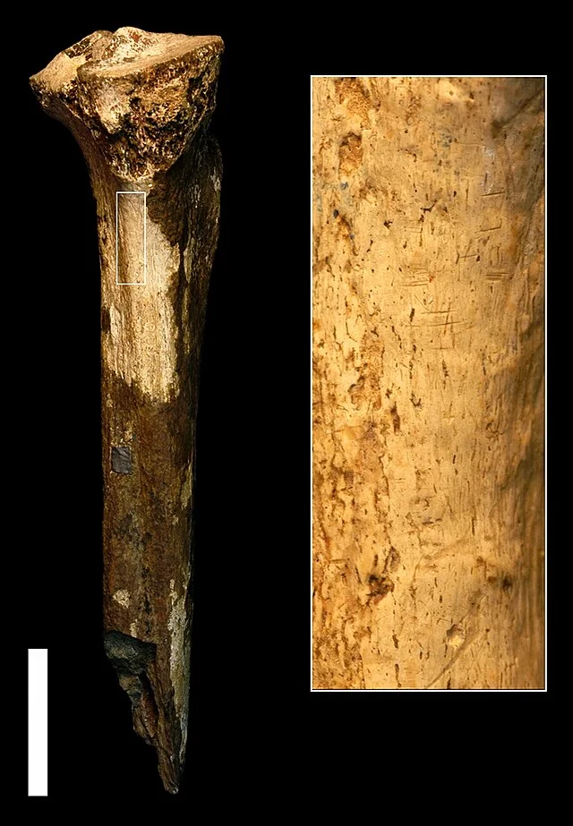 Femur and tibia of KNM-WT 15000 showing long limb proportions