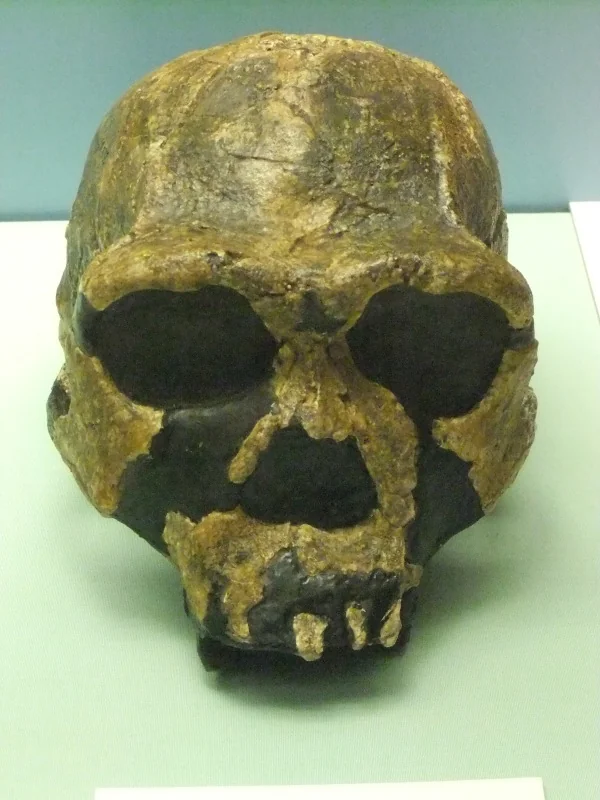 Replica of a Homo ergaster skull at the World Museum Liverpool