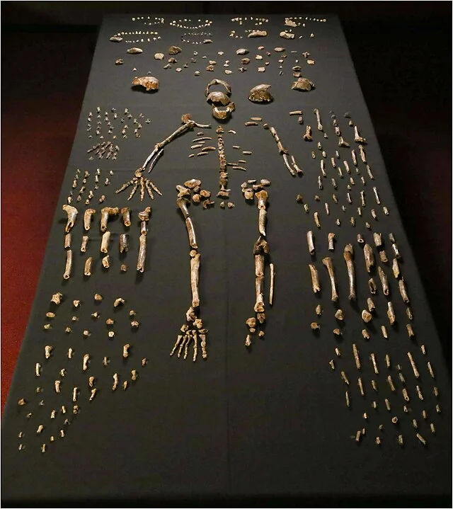 Homo naledi skeletal specimens from the Rising Star cave system