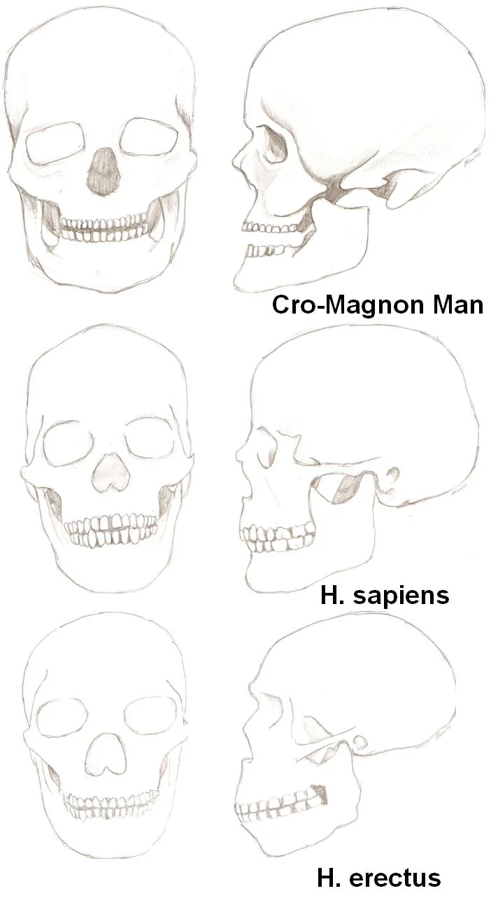 Body proportion silhouettes comparing Australopithecus, Homo ergaster, and modern humans