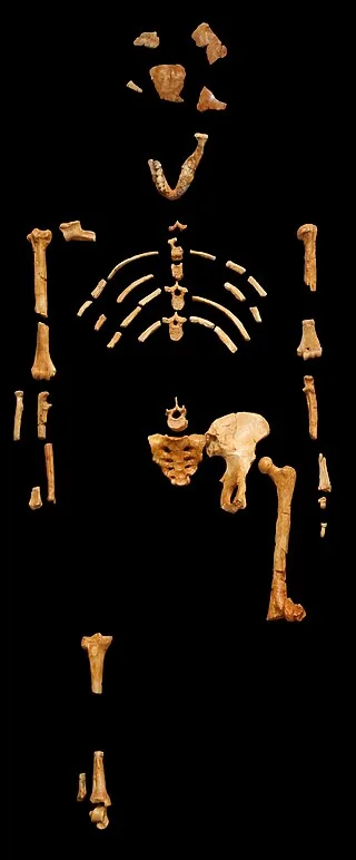 Lucy (AL 288-1) skeleton for comparison