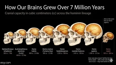 Eight hominid skulls arranged chronologically showing brain volume growth from 350 cc to 1,450 cc over 7 million years, with Homo naledi as a small-brained outlier contemporary with Homo sapiens